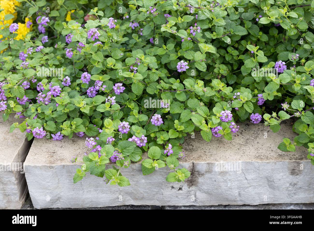 Lantana montevidensis 'Purple Falls' Lantana an einer Gartenmauer. Stockfoto