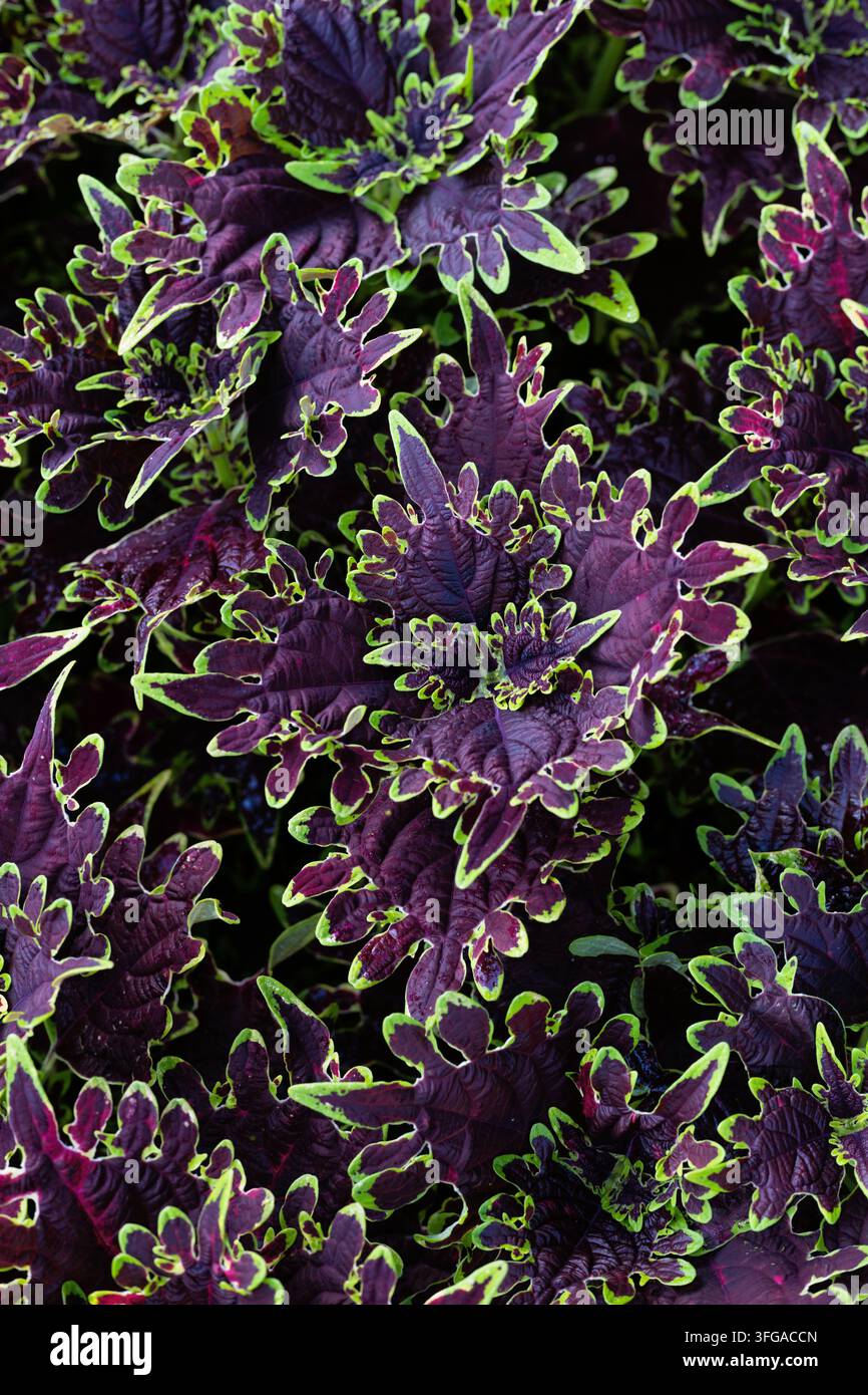 Coleus scutellarioides 'Limewire' Coleus. Stockfoto