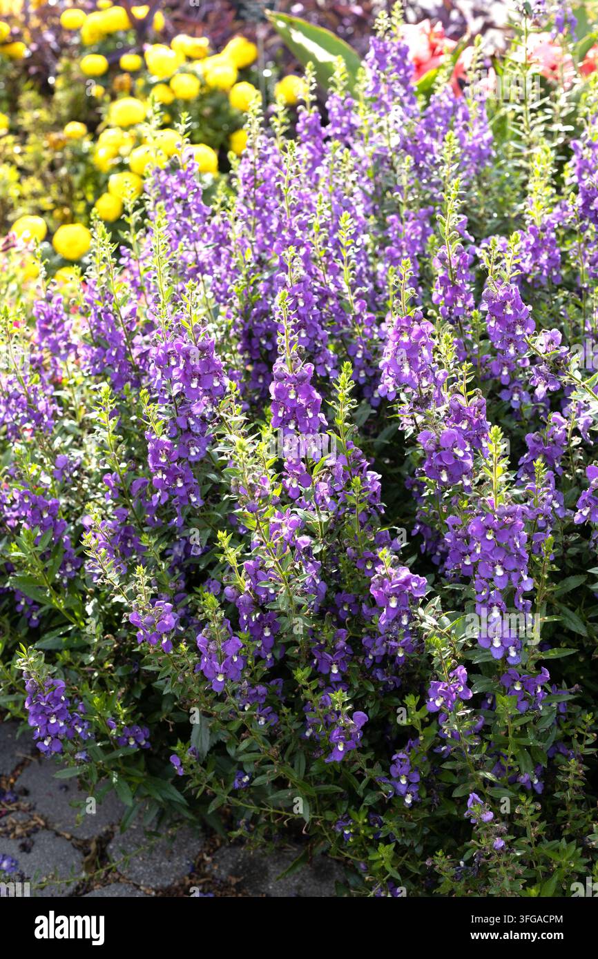 Angelonia angustifolia 'Guardian Angel Blue' Angeloniablüten. Stockfoto