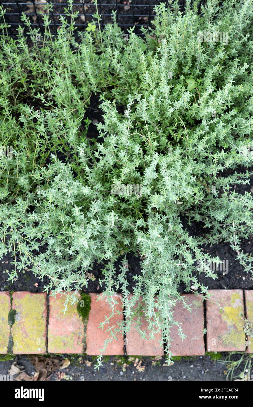 Thymus vulgaris 'Summer' Thym in einem Garten. Stockfoto