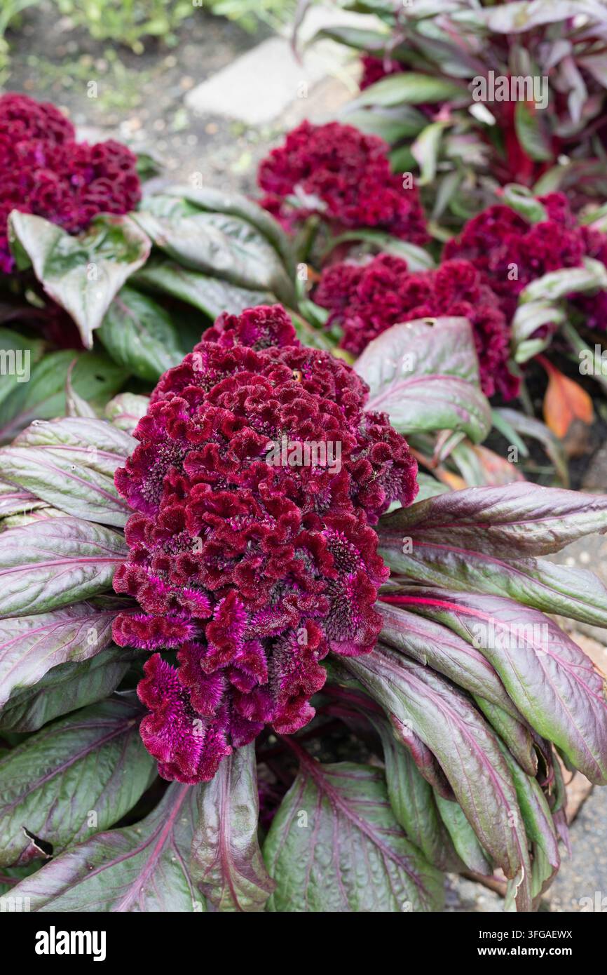 Celosia argentea 'Dracula' Hahnenkamm. Stockfoto