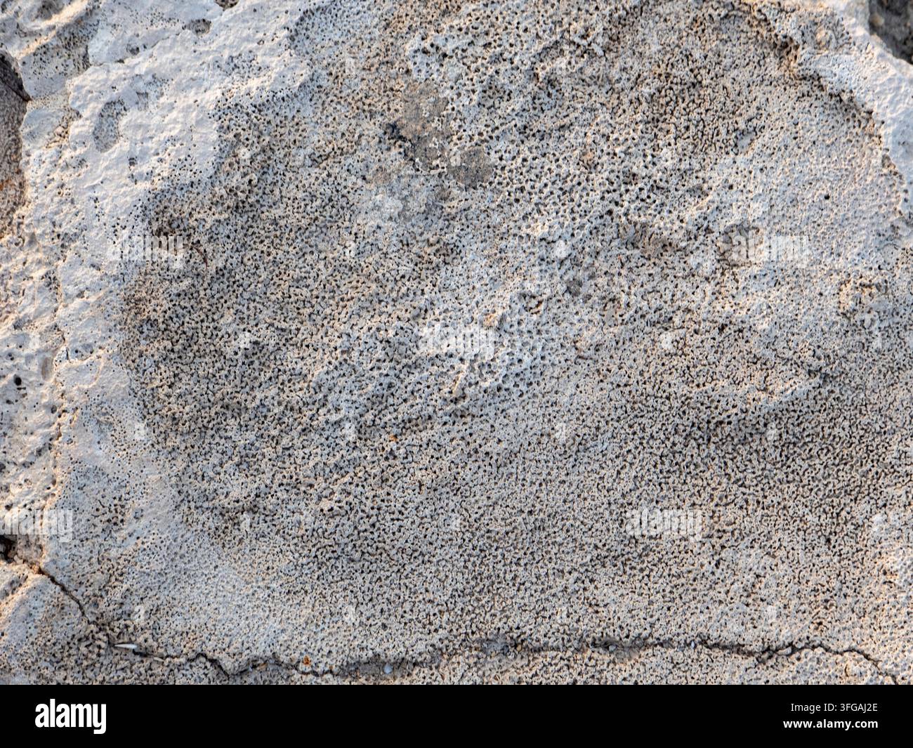 Nahaufnahme einer verwitterten porösen Gesteinsoberfläche mit komplizierter Textur und Fossil-Details entlang des Küstengebietes in Katar. Stockfoto