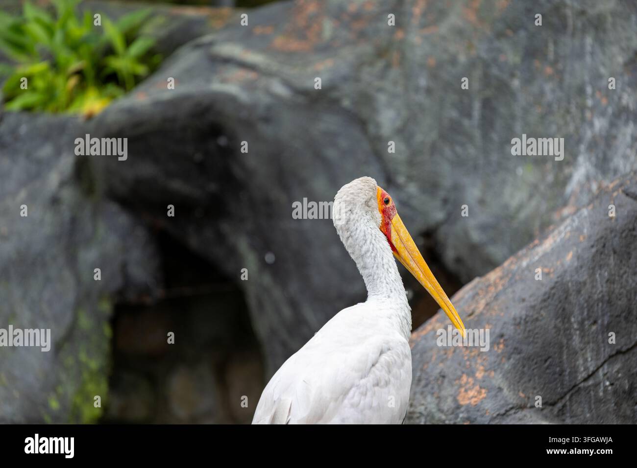 Milchige Storch Stockfoto