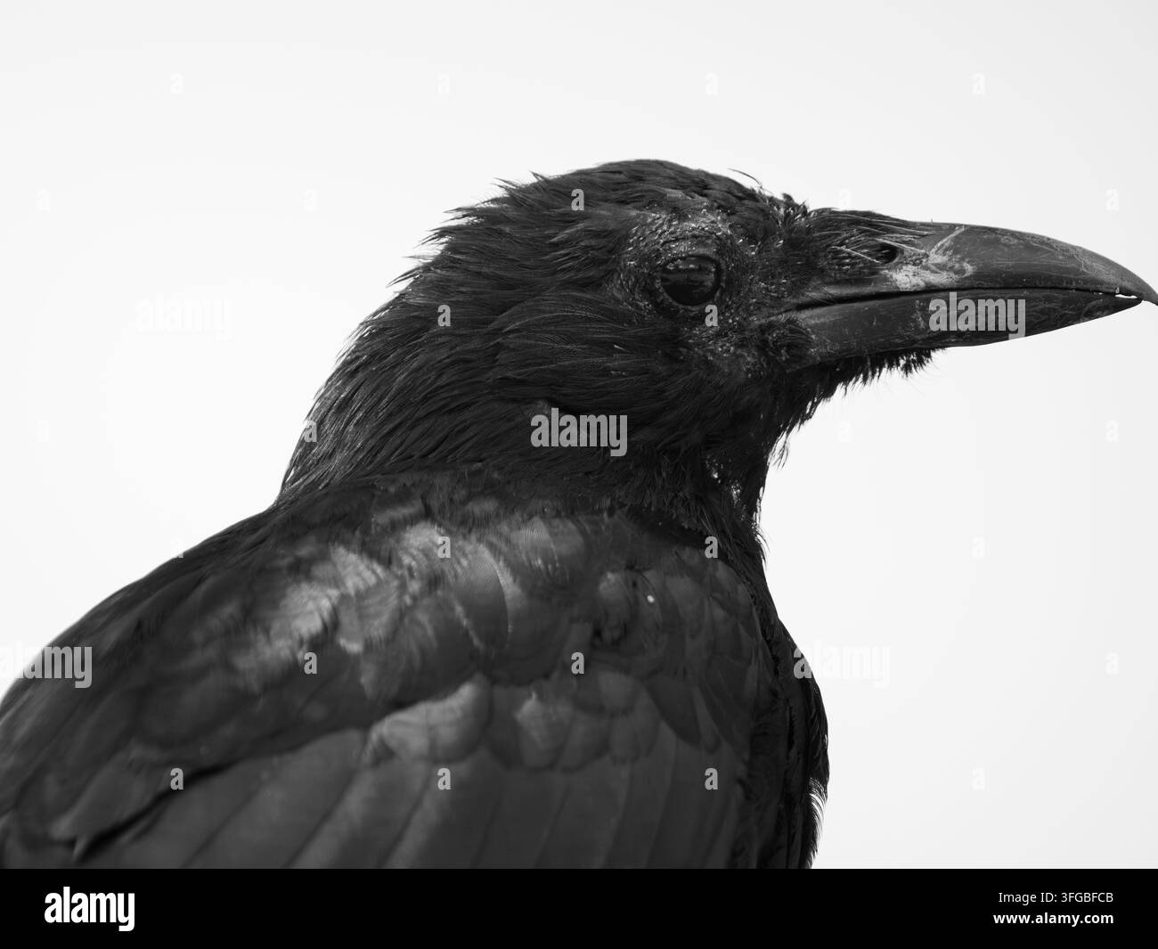 Aas-Krähe (Corvus corone) Schwarz-Weiß-Porträt, heller Hintergrund, London, UK. Stockfoto