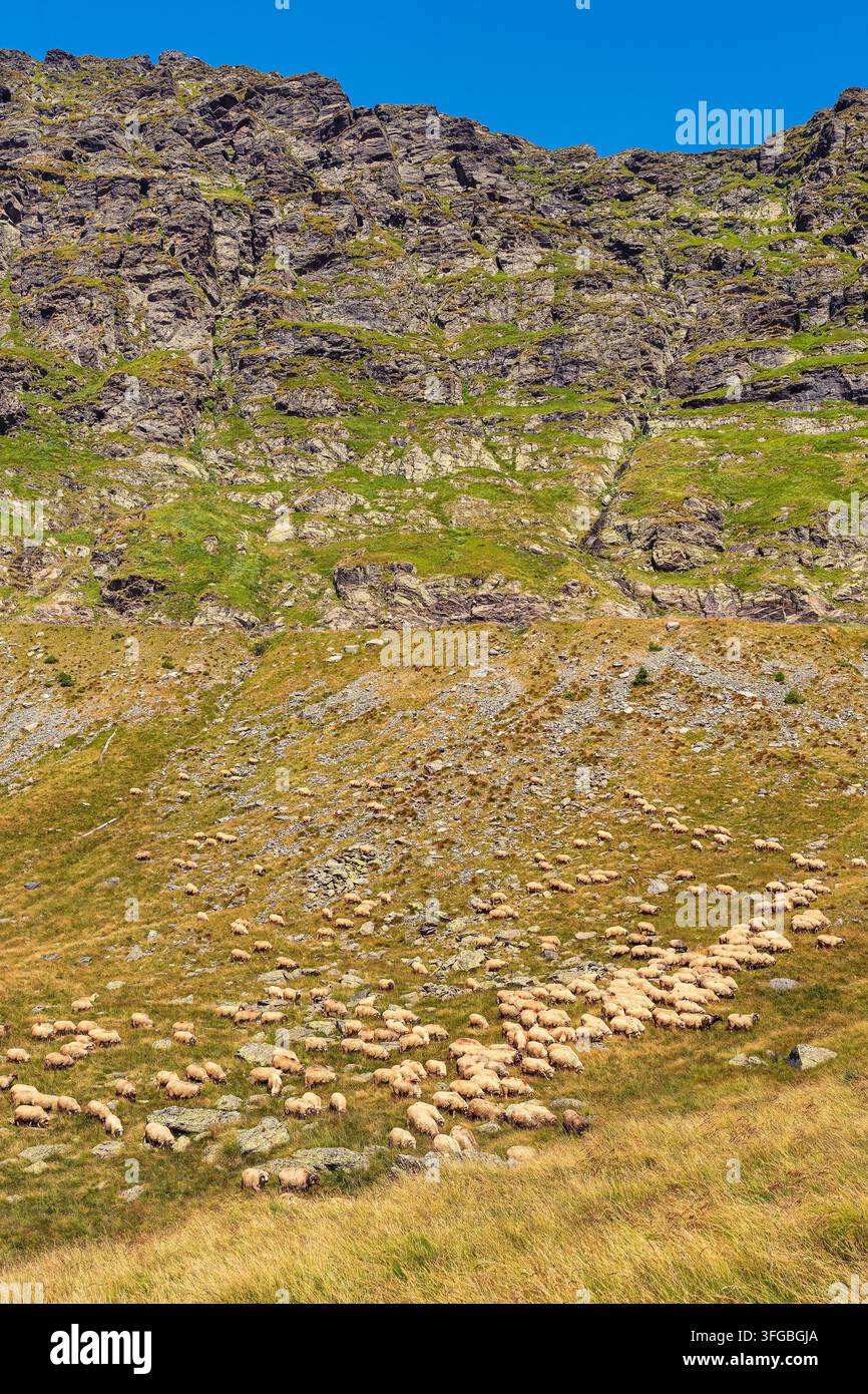 Schafe sind über eine steile alpine Wiese unter felsigen Hängen in den rumänischen Karpaten verstreut Stockfoto