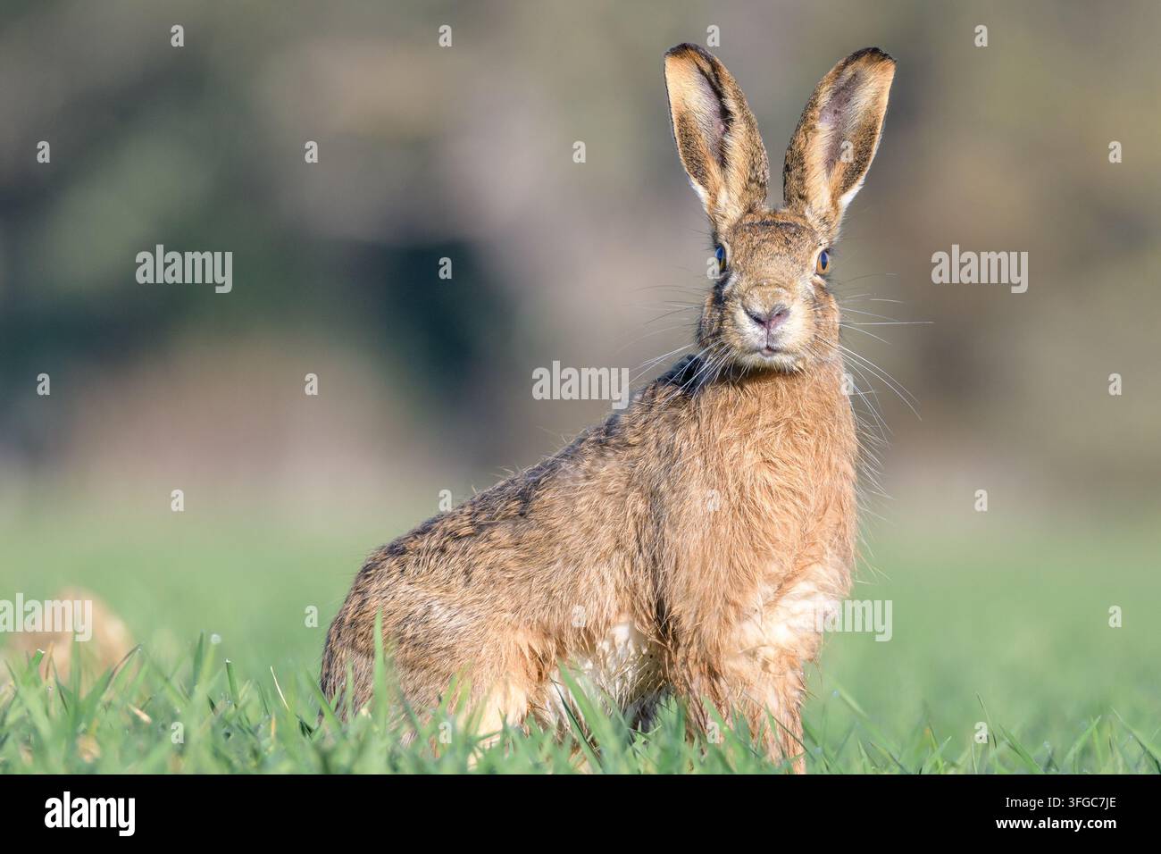 Vollständige Profilansicht eines braunen Hasen auf Weideland in Norfolk, UK Stockfoto