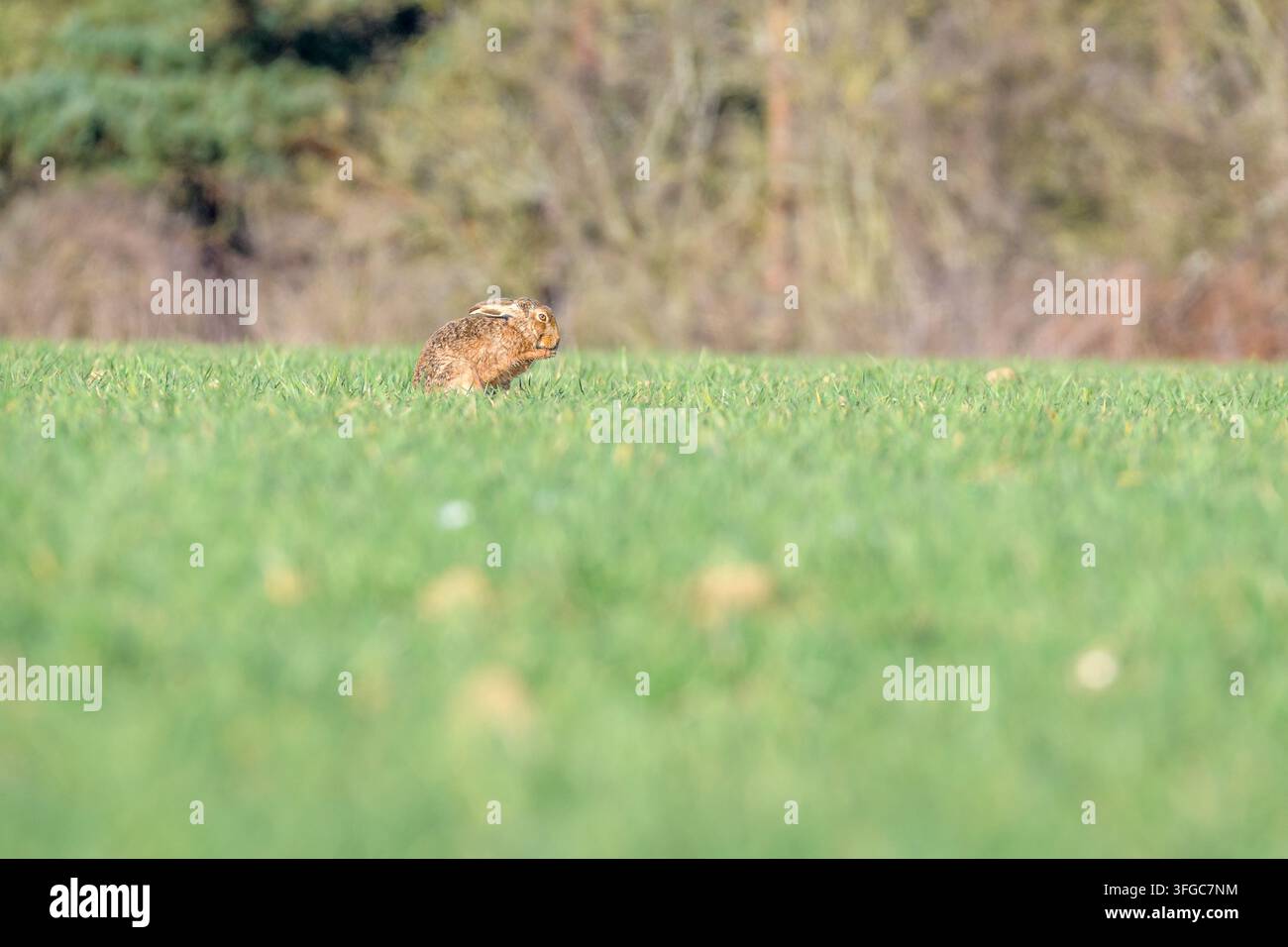 Braune Hasen pausieren zwischen weichem grünem Grasland, Norfolk, UK Stockfoto