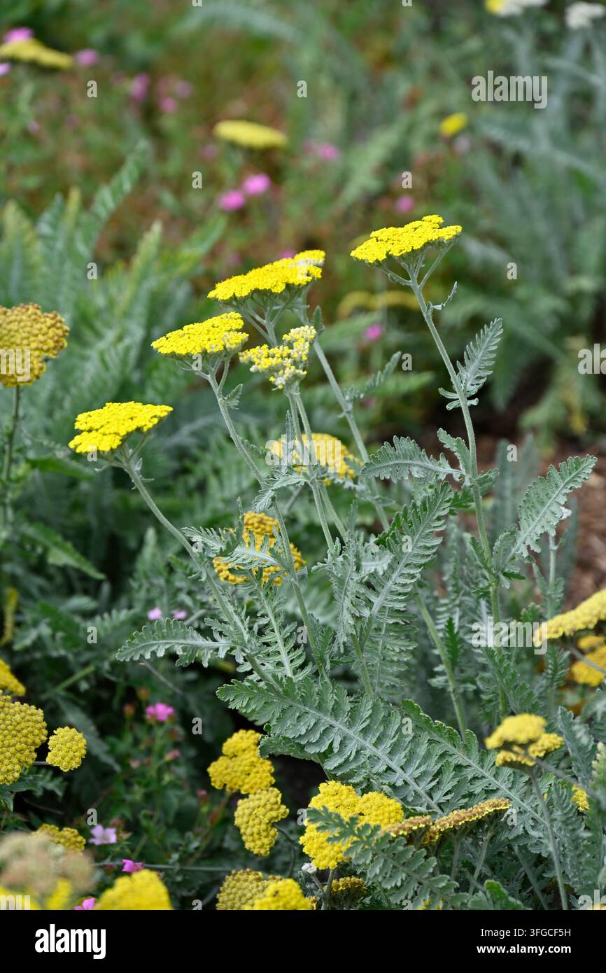 Weiche gelbe Sommerblumen von Schafgarbe, Achillea millefolium 'Moonshine', die im Juni in einem britischen Garten wachsen Stockfoto