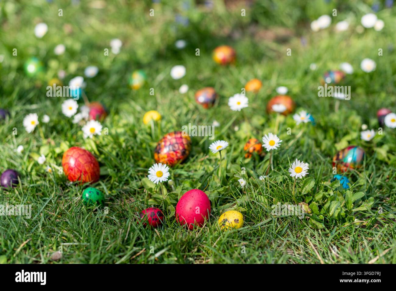 Rotes Hühnerei und farbig bemalte Wachtel Eier, die auf einem Frühlingsrasen mit blühenden Gänseblümchen ausgestellt sind. Bodenebene Ansicht mit sanft verschwommenen Ostereiern im Stockfoto