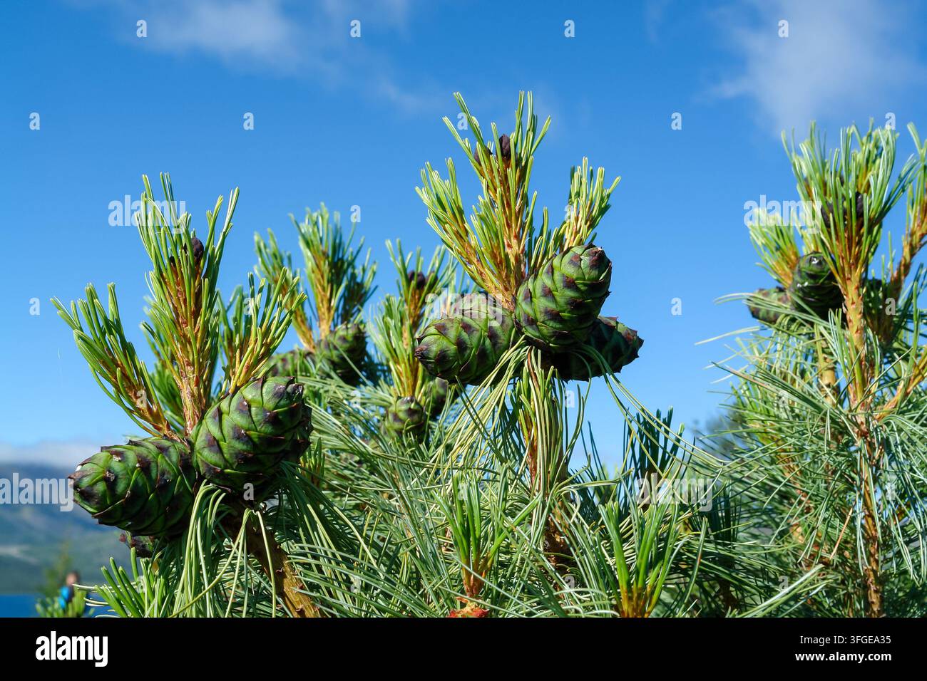 Grüne unreife Zapfen an den Ästen der sibirischen Zwergkiefer (Pinus pumila) in der Nähe des Jack-London-Sees, Region Magadan, Kolyma, Russland Stockfoto