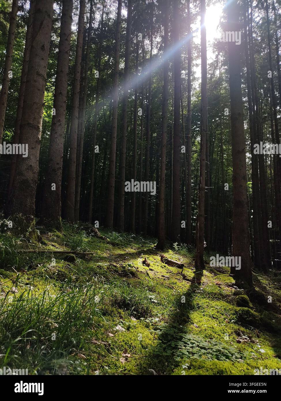 Sonnenstrahlen, die durch hohe Kiefern in einem nebligen Wald mit grünem Moos auf dem Boden scheinen, magische Lichtstrahlen in der europäischen Waldnatur Stockfoto
