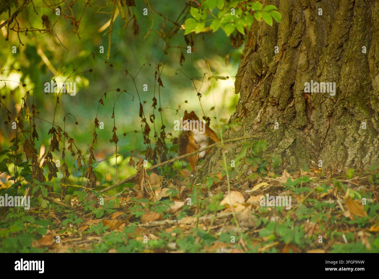 Rotwiesel sitzt aufrecht am Fuße eines großen Baumstamms, umgeben von niedriger grüner Vegetation, trockenen Stängeln und verstreuten gefallenen Blättern, mit seinem Stockfoto