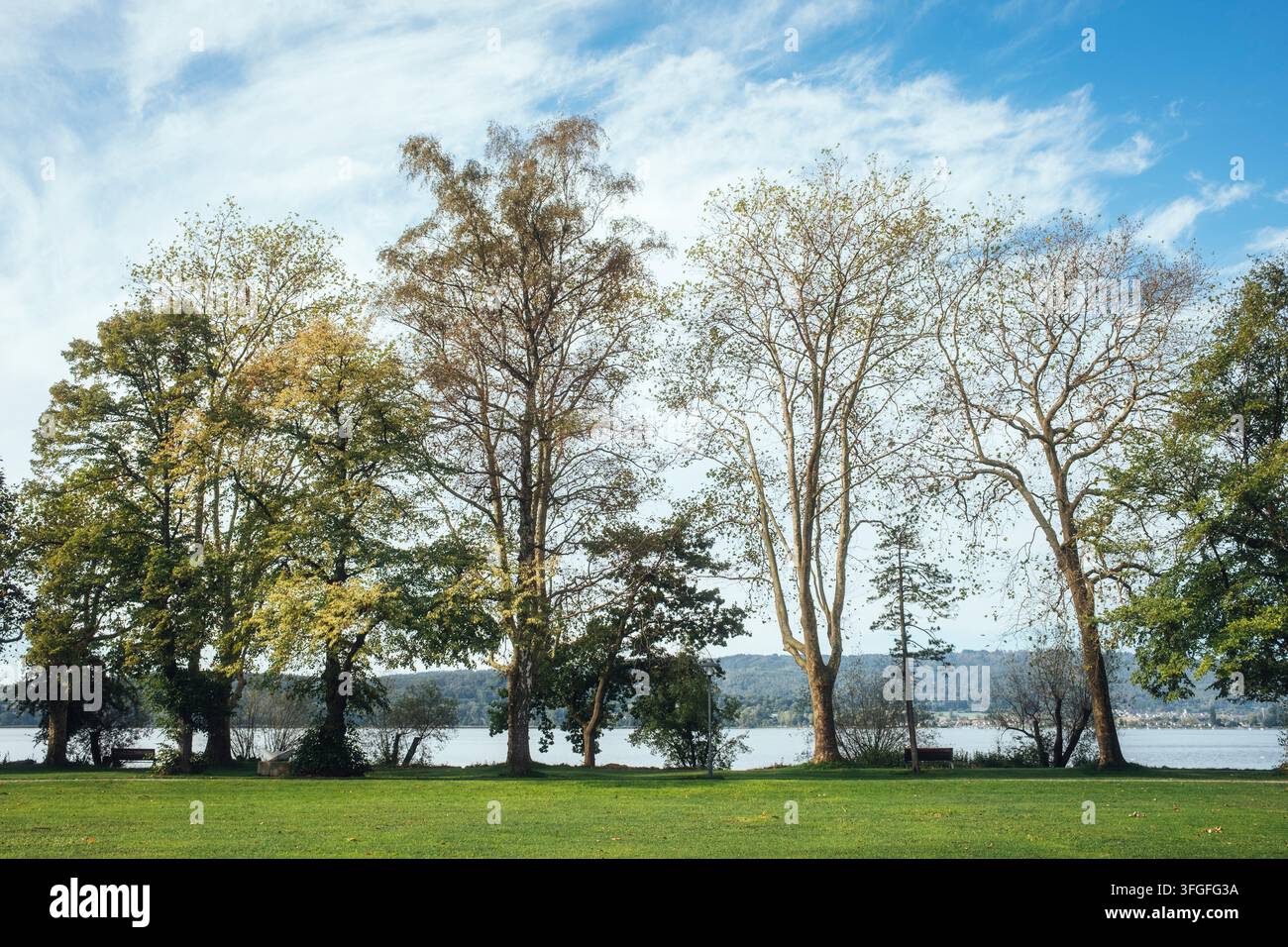 Eine Gruppe von Bäumen steht am Ufer der Mettnau-Halbinsel, dahinter der Untersee, der westliche Teil des Bodensees, davor ein gepflegtes Stockfoto