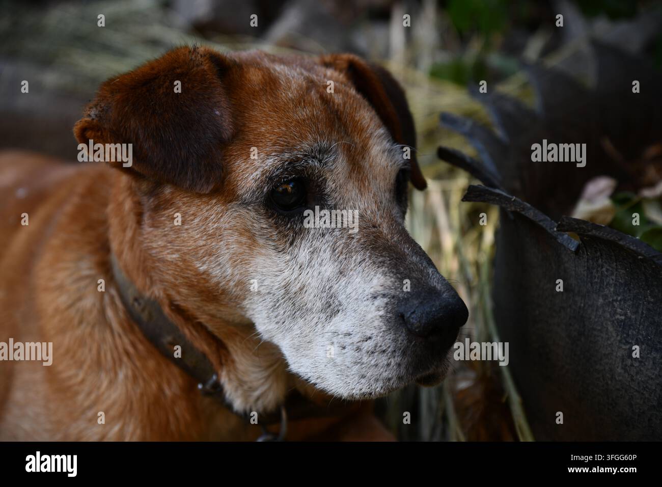 Porträt eines Rhodesian Ridgeback-Hundes in einem Herbstwald. Stockfoto