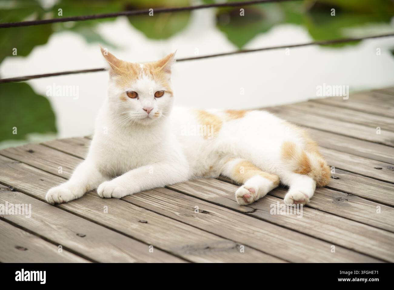 Eine Hauskatze mit orangefarbenen und weißen Streifen liegt auf einer hölzernen Plattform im Freien, mit sauberem und weichem Fell. Sie schaut zur Seite, mit einer ruhigen und heiteren Stockfoto