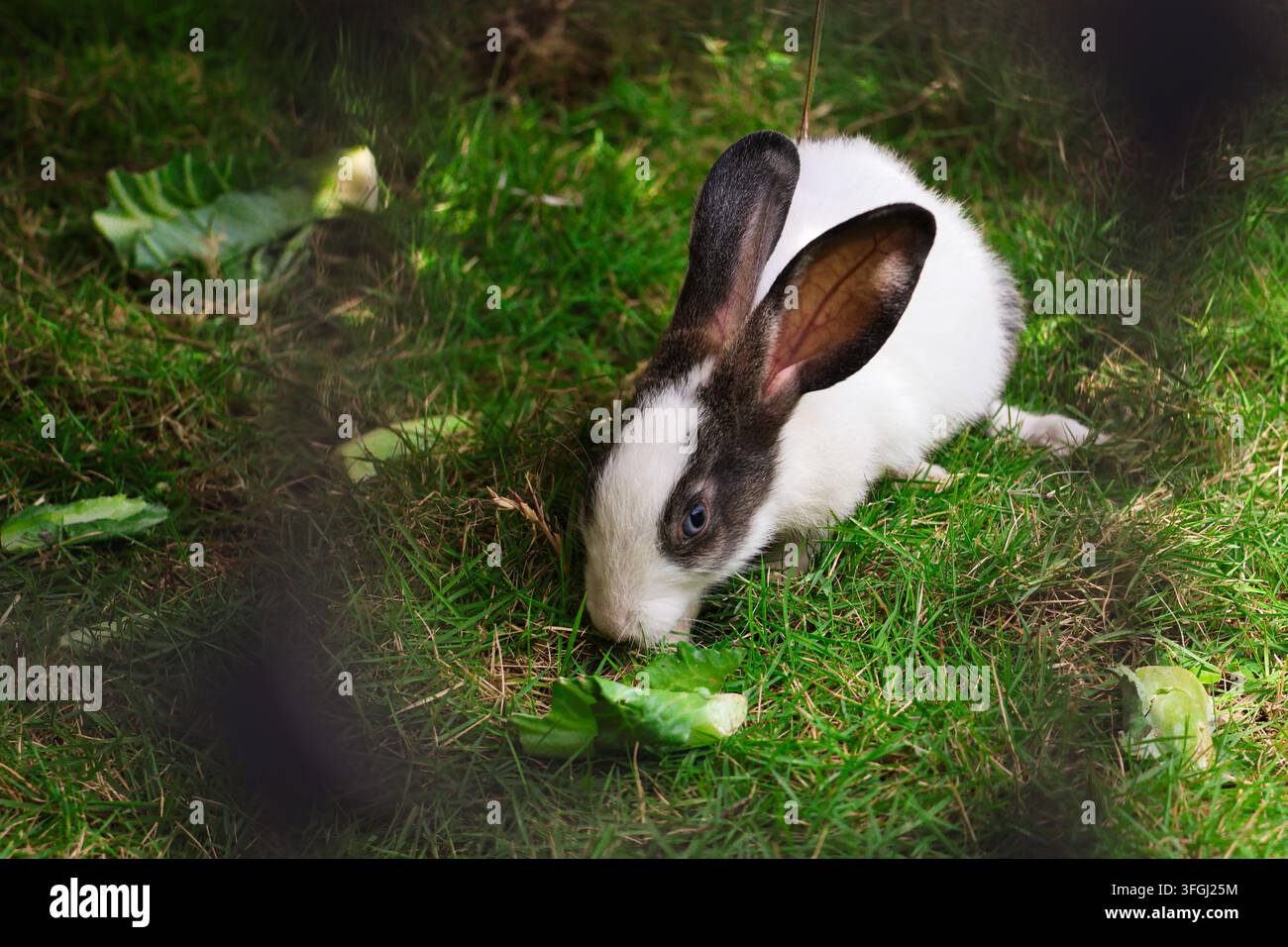 Hohe Blickwinkelaufnahme eines schwarz-weißen Kaninchens, das Gras schnuppert. Eine Blickwinkelansicht von oben eines kleinen gesprenkelten Hauskaninchens, das ein Stück grünen Kohl erkundet Stockfoto