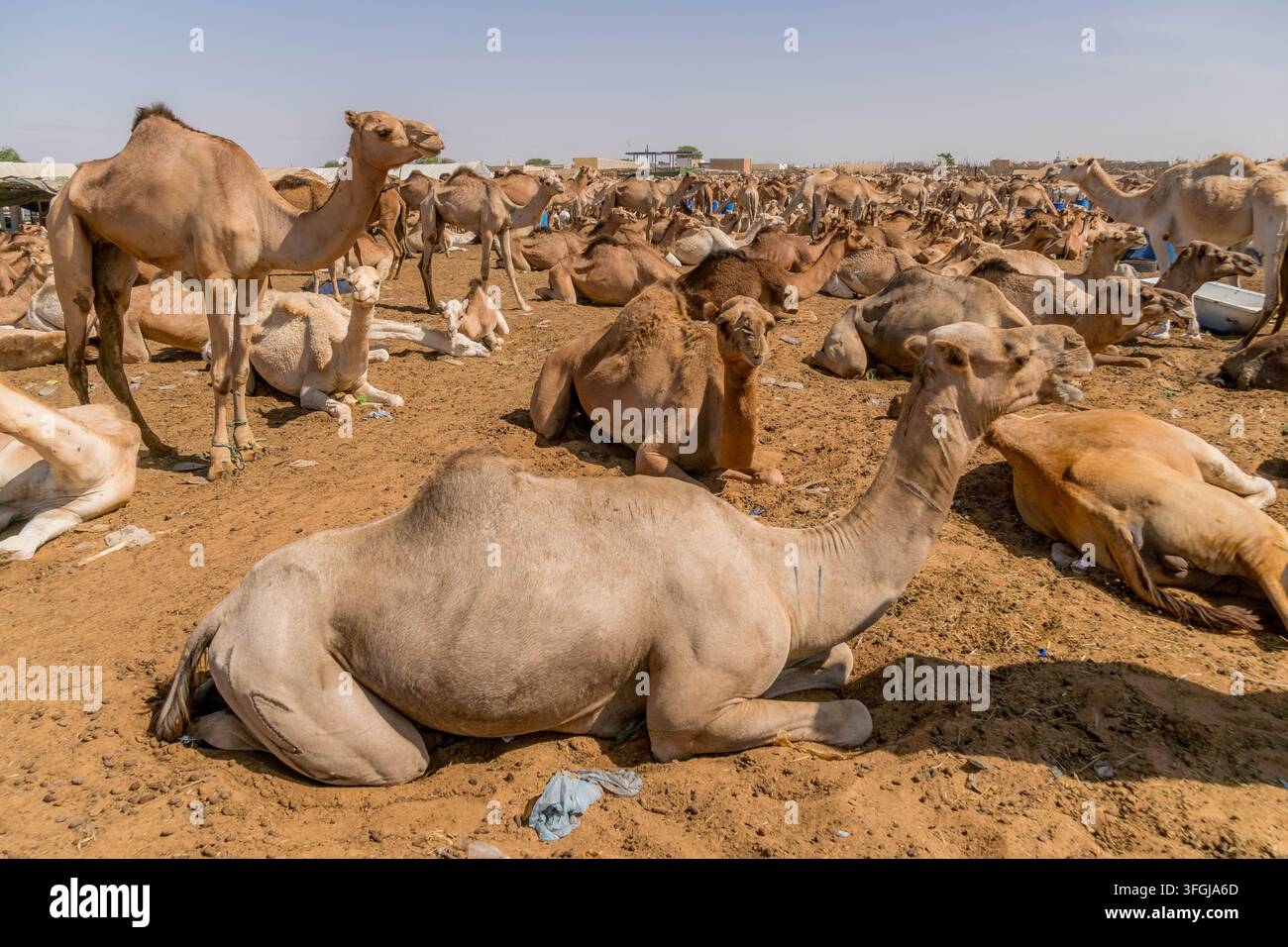 Herde von Dromedar-Kamikazeln am sandigen Kamelmarkt außerhalb von Nouakchott, Mauretanien, mitten im traditionellen Viehhandel der Sahara. Stockfoto