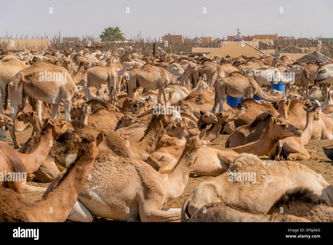 Herde von Dromedar-Kamikazeln am sandigen Kamelmarkt außerhalb von Nouakchott, Mauretanien, mitten im traditionellen Viehhandel der Sahara. Stockfoto