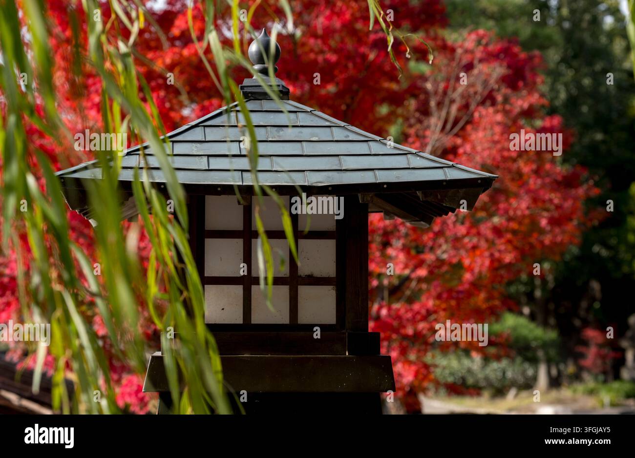 Holzlaterne mit japanischem Design unter Weidebaum während der Herbstsaison im Tokugawa-en (徳川園) japanischen Landschaftsgarten in Nagoya, Aichi, Japan. Stockfoto