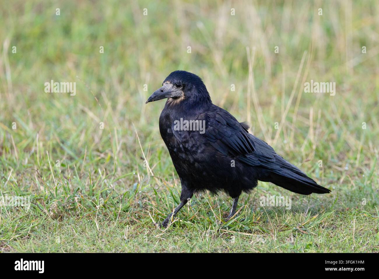 Turmfalke, der im hohen Gras forscht, Cornwall, UK Stockfoto
