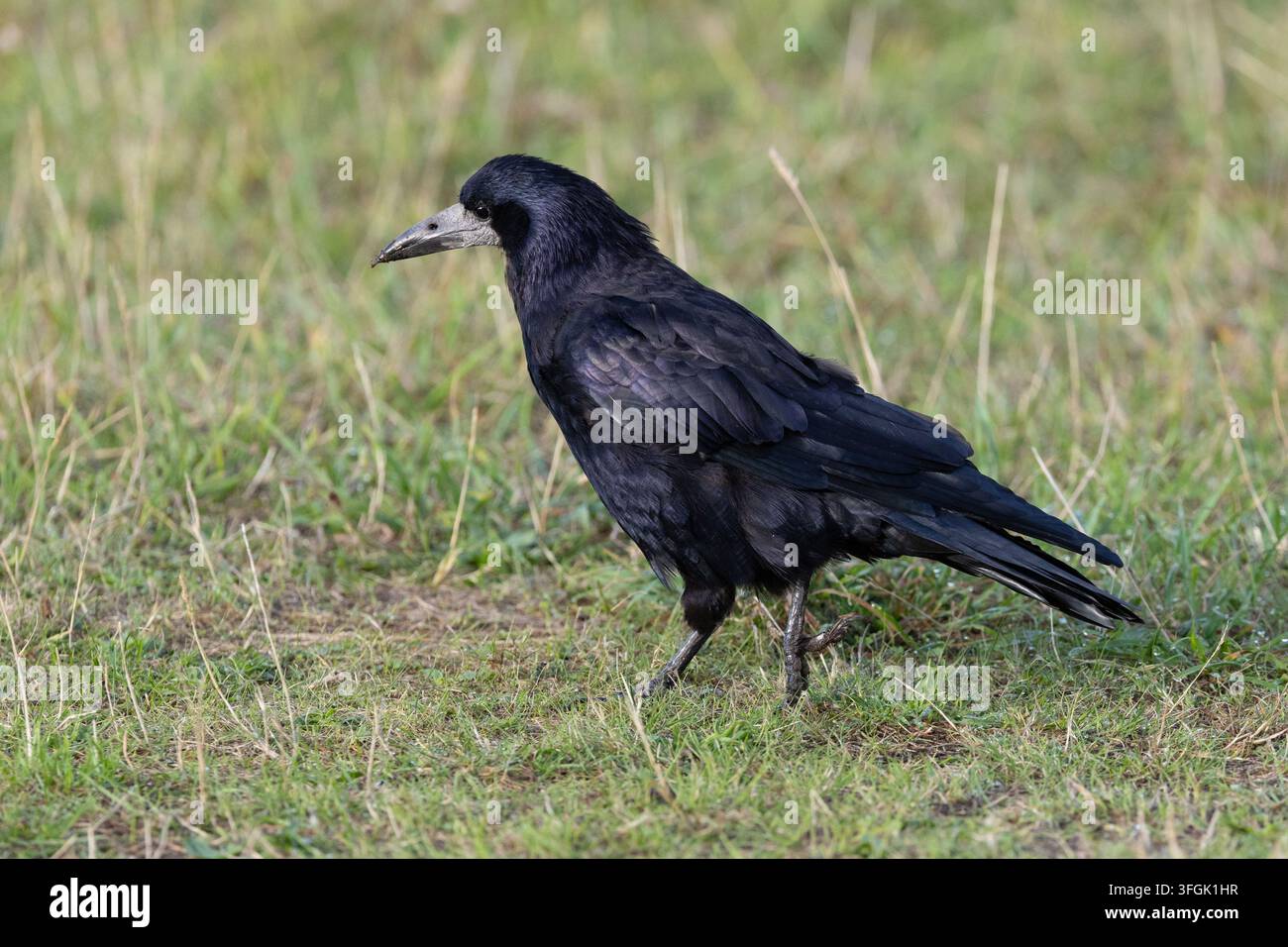 Turmfalke, der im hohen Gras forscht, Cornwall, UK Stockfoto