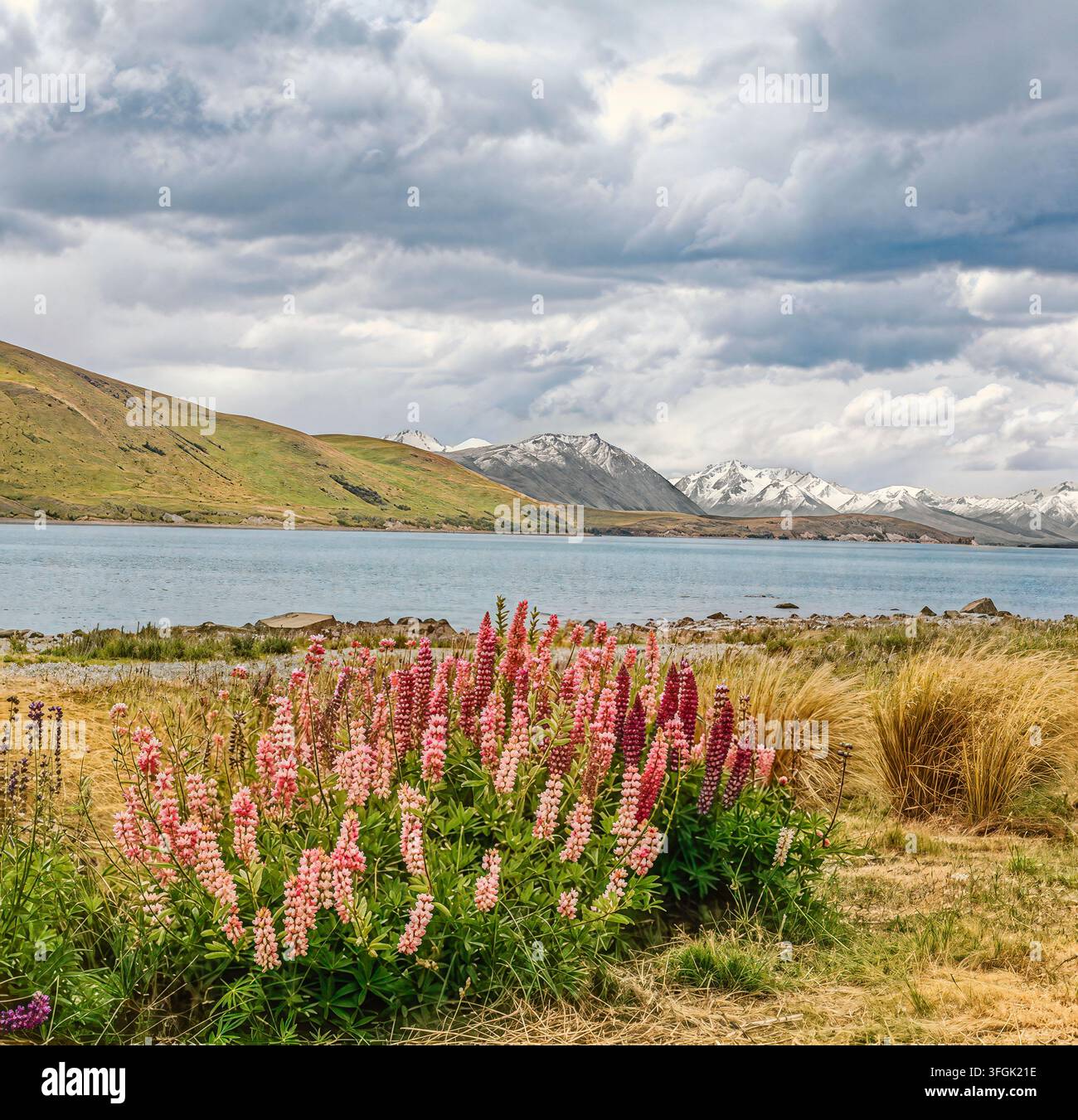 Lupinen blühen am Lake Tekapo, Neuseeland, mit türkisfarbenem Wasser, schneebedeckten Southern Alps und dramatischen Wolken im Hintergrund. Stockfoto