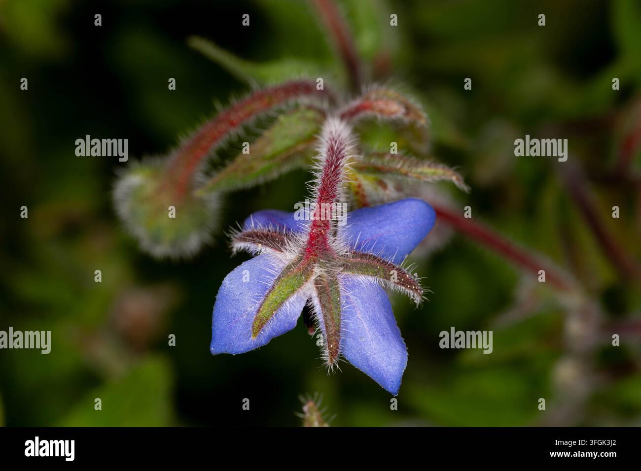 Botanische Vielfalt - Borago officinalis - Blaue Borretsblüte mit haarigen Kelchblättern Stockfoto