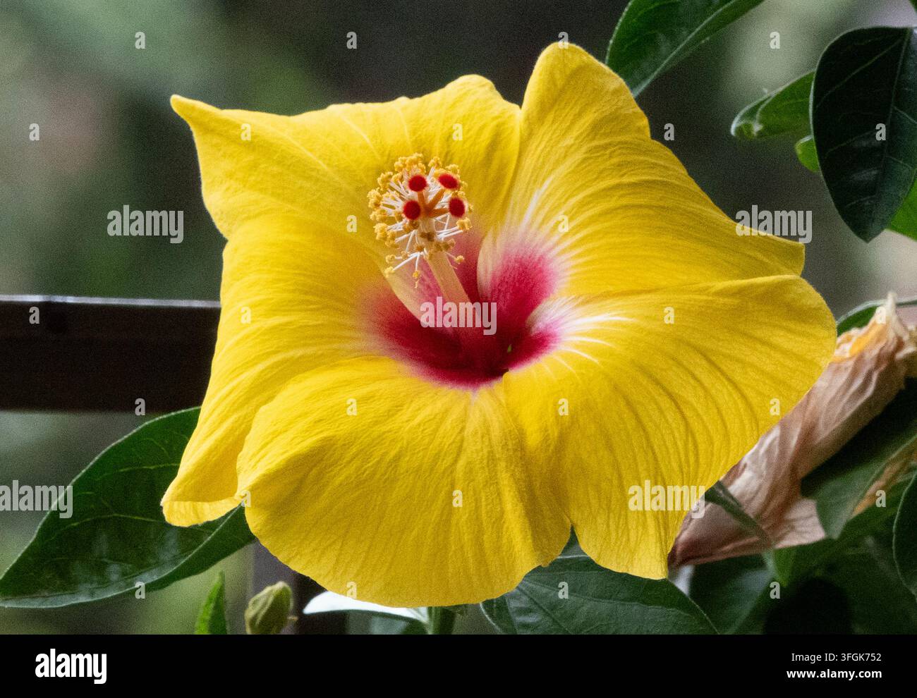 Eine leuchtend gelbe Hibiskusblüte (Hibiscus rosa-sinensis) mit einem tiefroten Zentrum und einem markanten zentralen Stempel Stockfoto