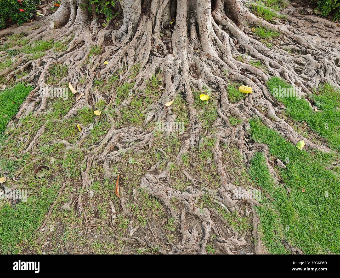 Eine Nahaufnahme aus Bodennähe fängt die komplexen, knorrigen Wurzeln eines großen Baumes ein, die aus der Erde ragen und mit lebendigem grünem Gras verwoben sind. Scatte Stockfoto