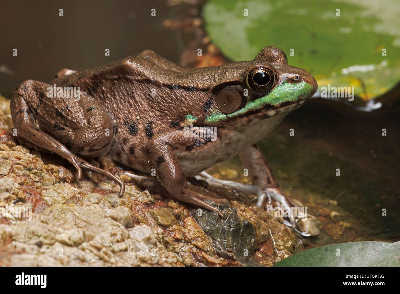 grüner Frosch, Lithobates clamitans, Maryland Stockfoto