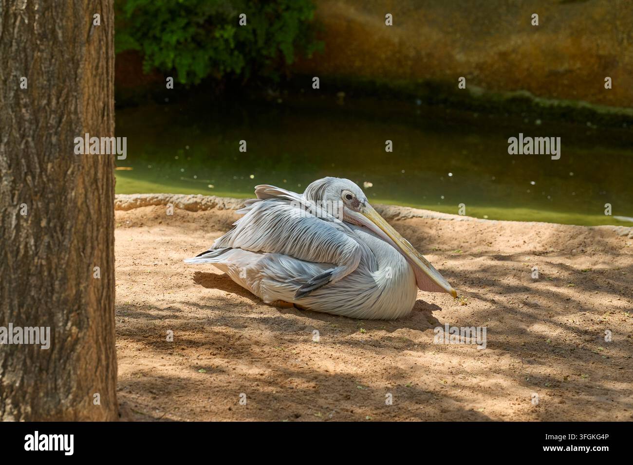 Großer weißer Pelikan ruht auf sandigem Ufer nahe ruhigem Wasser. Stockfoto