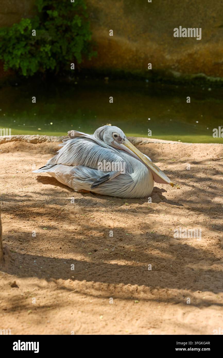 Großer weißer Pelikan ruht auf sandigem Ufer nahe ruhigem Wasser. Stockfoto