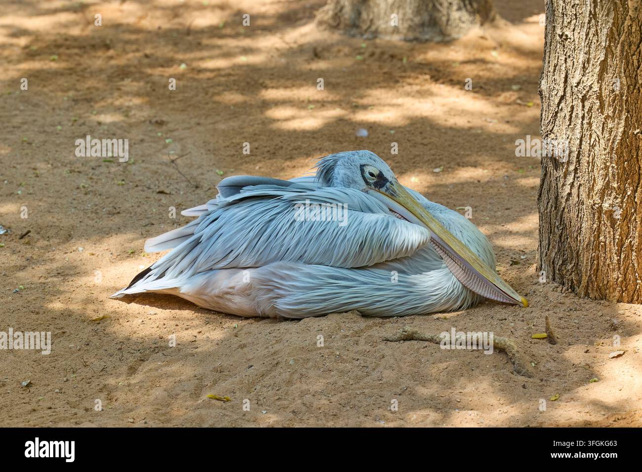 Großer weißer Pelikan ruht auf sandigem Ufer nahe ruhigem Wasser. Stockfoto
