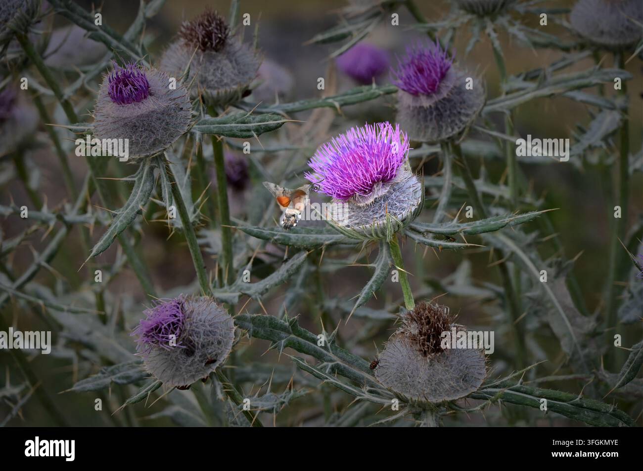 Hochauflösendes Video, das einen Kolibri-Falkenfalter einfängt, der aktiv schwebt und mit seinem langen Rüssel an einer lebhaften violetten Distelblüte füttert, in einem Stockfoto