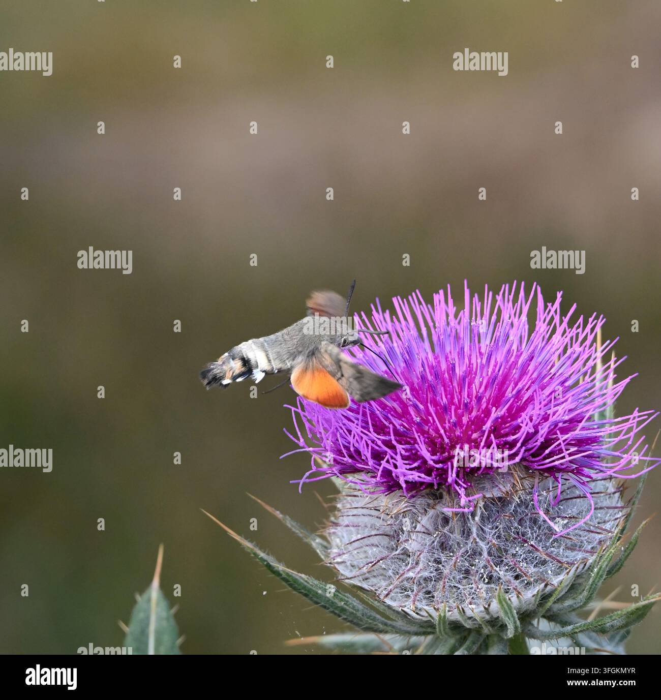 Hochauflösendes Video, das einen Kolibri-Falkenfalter einfängt, der aktiv schwebt und mit seinem langen Rüssel an einer lebhaften violetten Distelblüte füttert, in einem Stockfoto