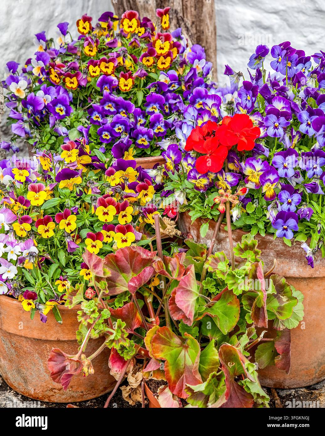 Bunte Stiefmütterchen und rote Pelargonien blühen in Terrakottatöpfen vor einer rustikalen Gartenmauer Stockfoto