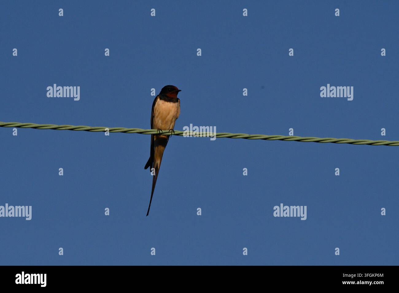 Schwalbe (Hirundo rustica) auf Draht Stockfoto