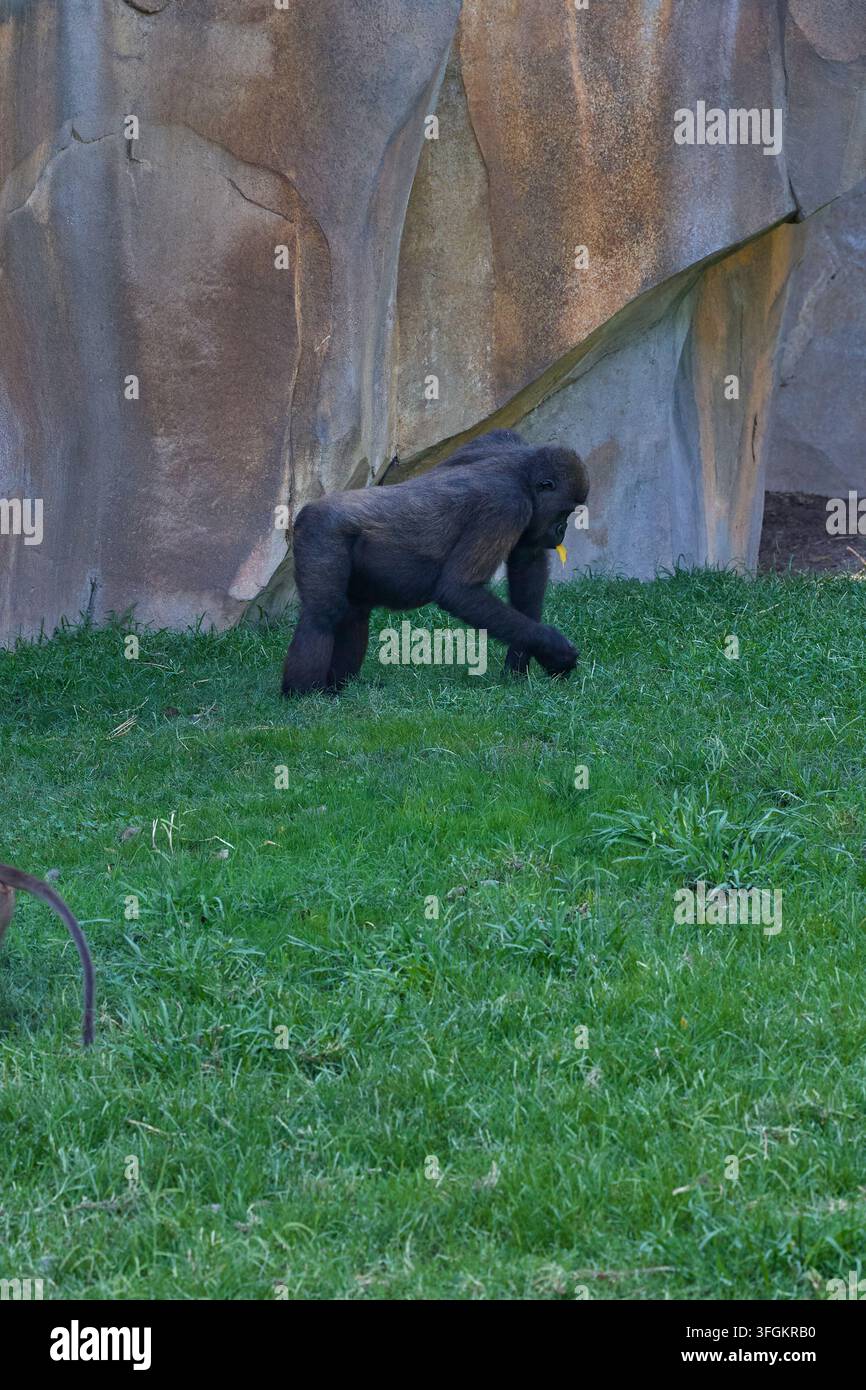 Westlicher Tieflandgorilla geht über grünes Gras und trägt ein Blatt in seinem natürlichen Lebensraum Stockfoto