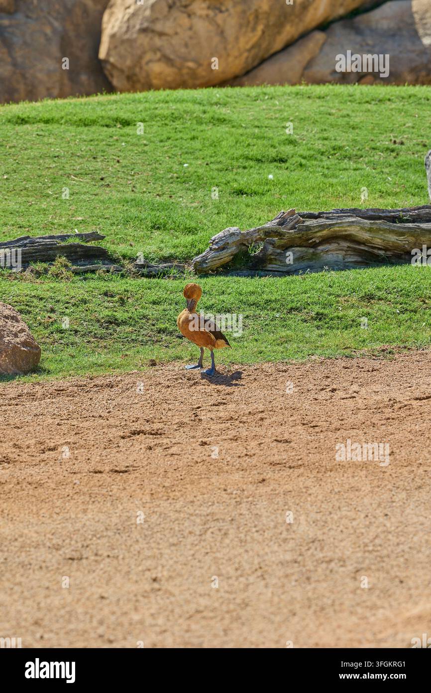 Rotschwanzaffe steht an sandigem Ufer in ihrem natürlichen Lebensraum. Stockfoto