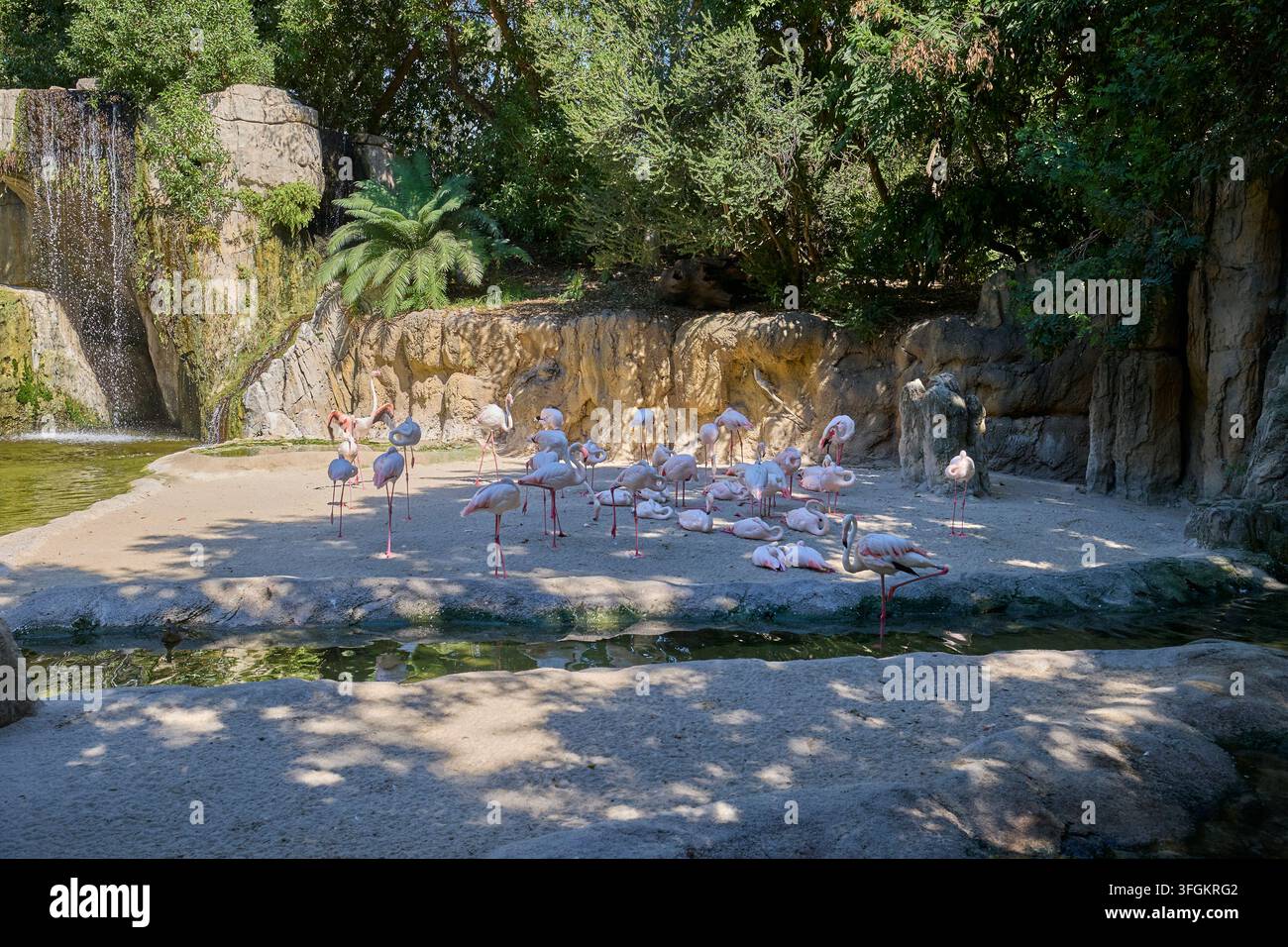 Gruppe von Flamingos, die in einem tropischen Wildtierhabitat in der Nähe eines Wasserfalls ruhen. Stockfoto