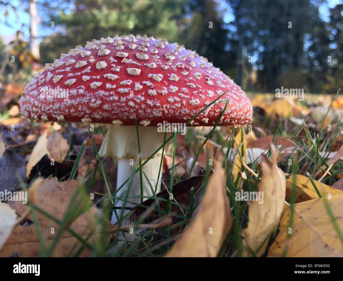 Amanita muscaria, allgemein bekannt als Fliegenpilz, ist in einer Herbstszene in Gauja, Lettland, platziert. Seine markante rote Kappe, übersät mit weißen Warzen, Stockfoto