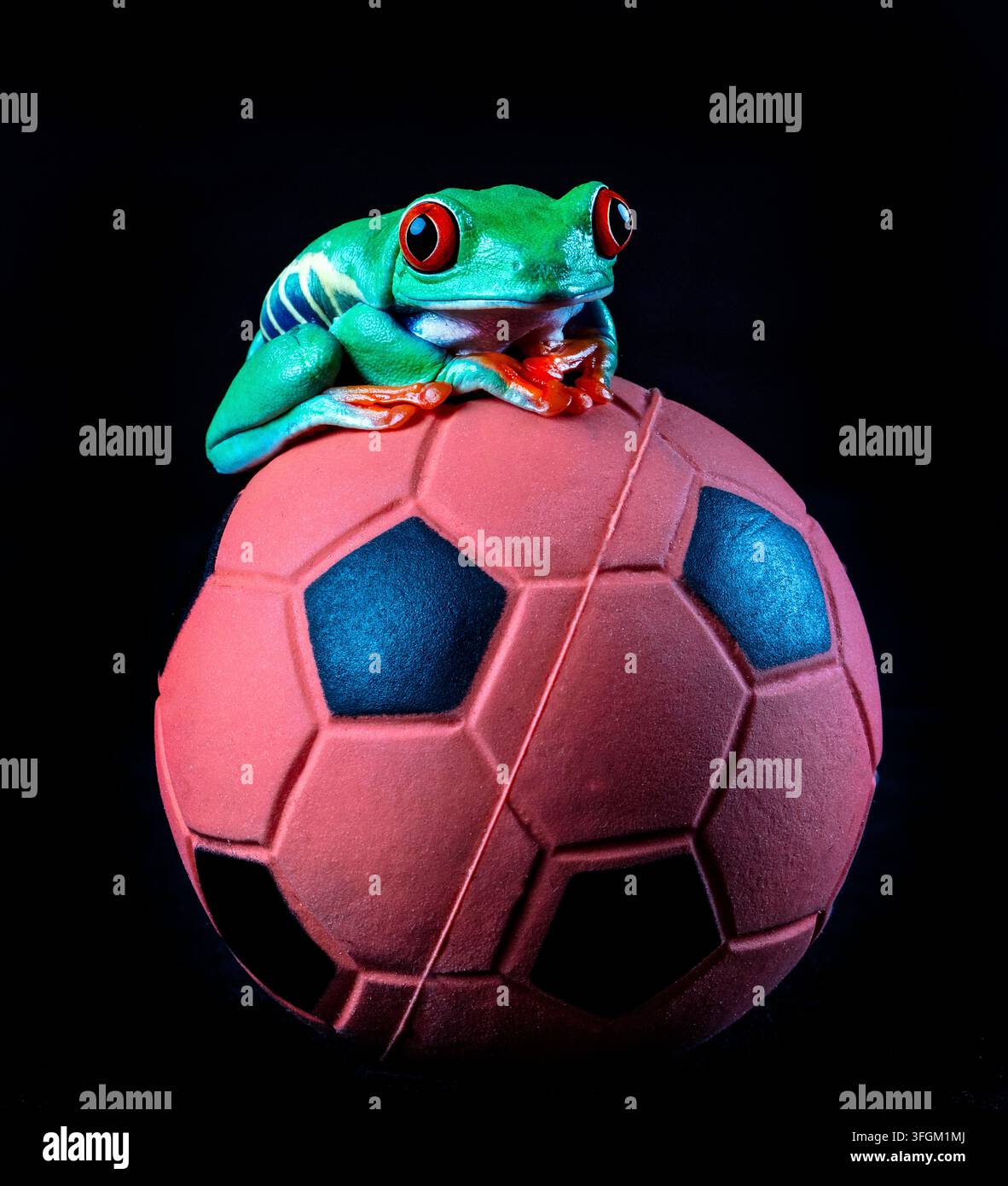 Rotäugiger Baumfrosch posiert auf einem Fußball und sieht bereit aus, das schöne Spiel zu spielen Stockfoto