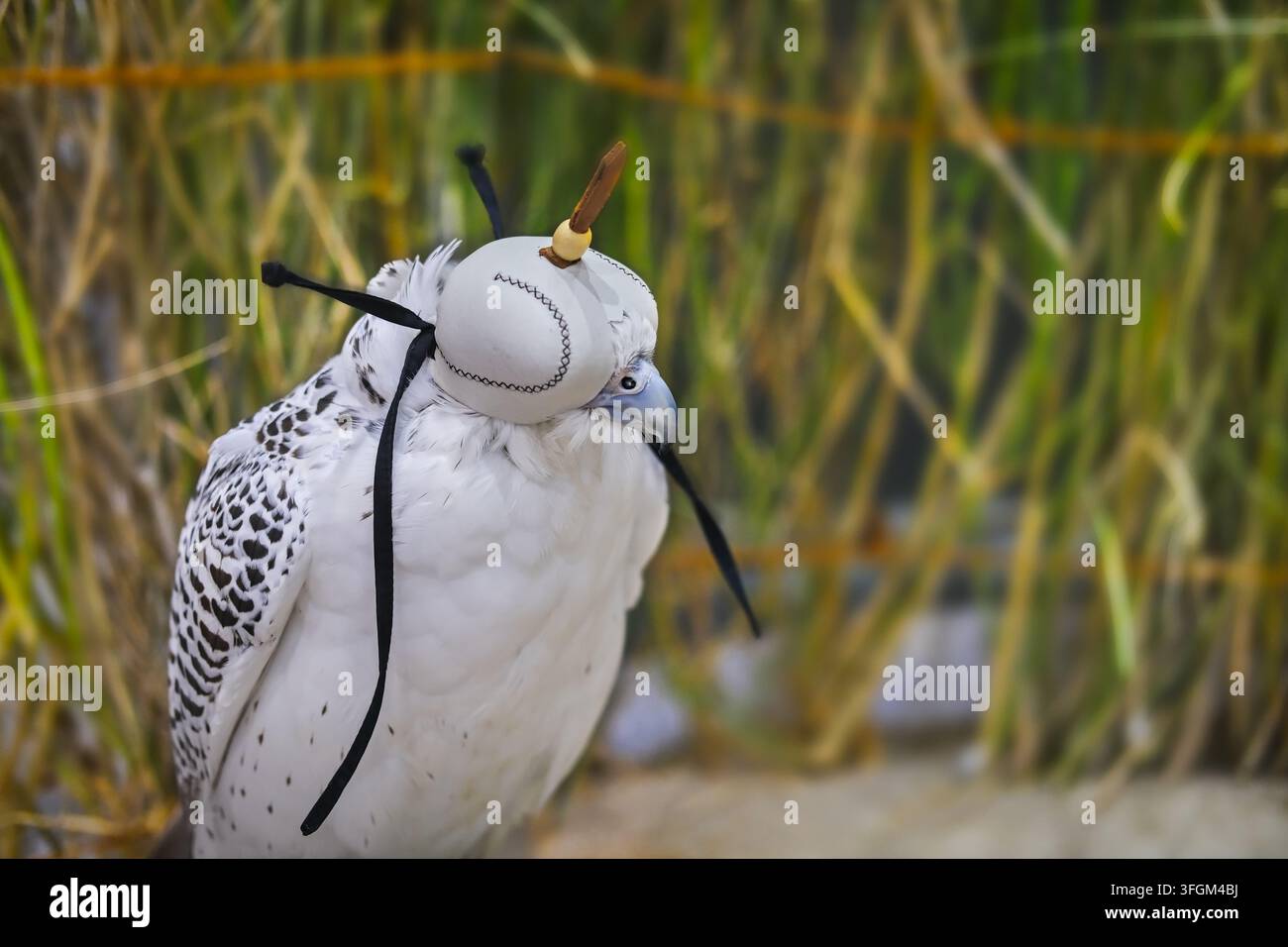 Porträt eines weißen Falken, der eine traditionelle Falknerhaube oder Burqa in den VAE trägt, die Falknerei und das emiratische Kulturerbe repräsentiert. Stockfoto