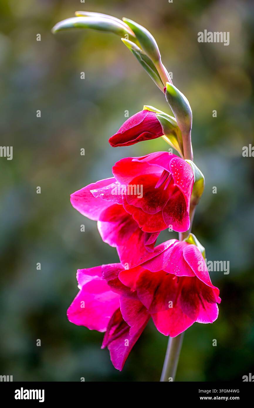 Rosa Gladiolusblüte Gladiolus spp blüht an einem hohen Stiel mit lebhaften magentafarbenen Blütenblättern und grünen Knospen Stockfoto