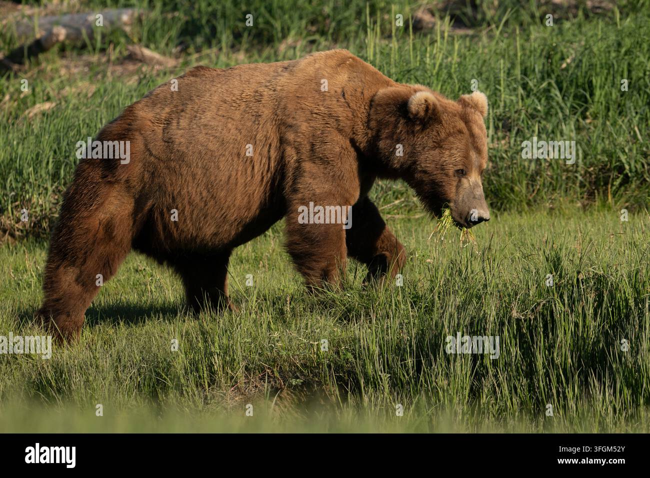 Vollbild eines erwachsenen Grizzlybären im Profil, der nach rechts zur Kamera geht, sonniger Tag, Katmai-Nationalpark, Alaska, USA Stockfoto
