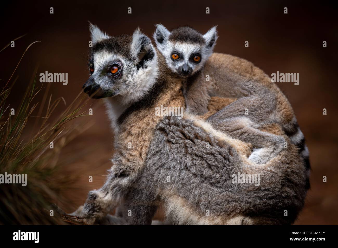 Niedriges Nahaufnahmeporträt einer Ringkakaomutter und ihres Babys, die auf einem Pfad sitzen, wobei das Baby auf dem Rücken der Mutter sitzt und geradeaus schaut Stockfoto