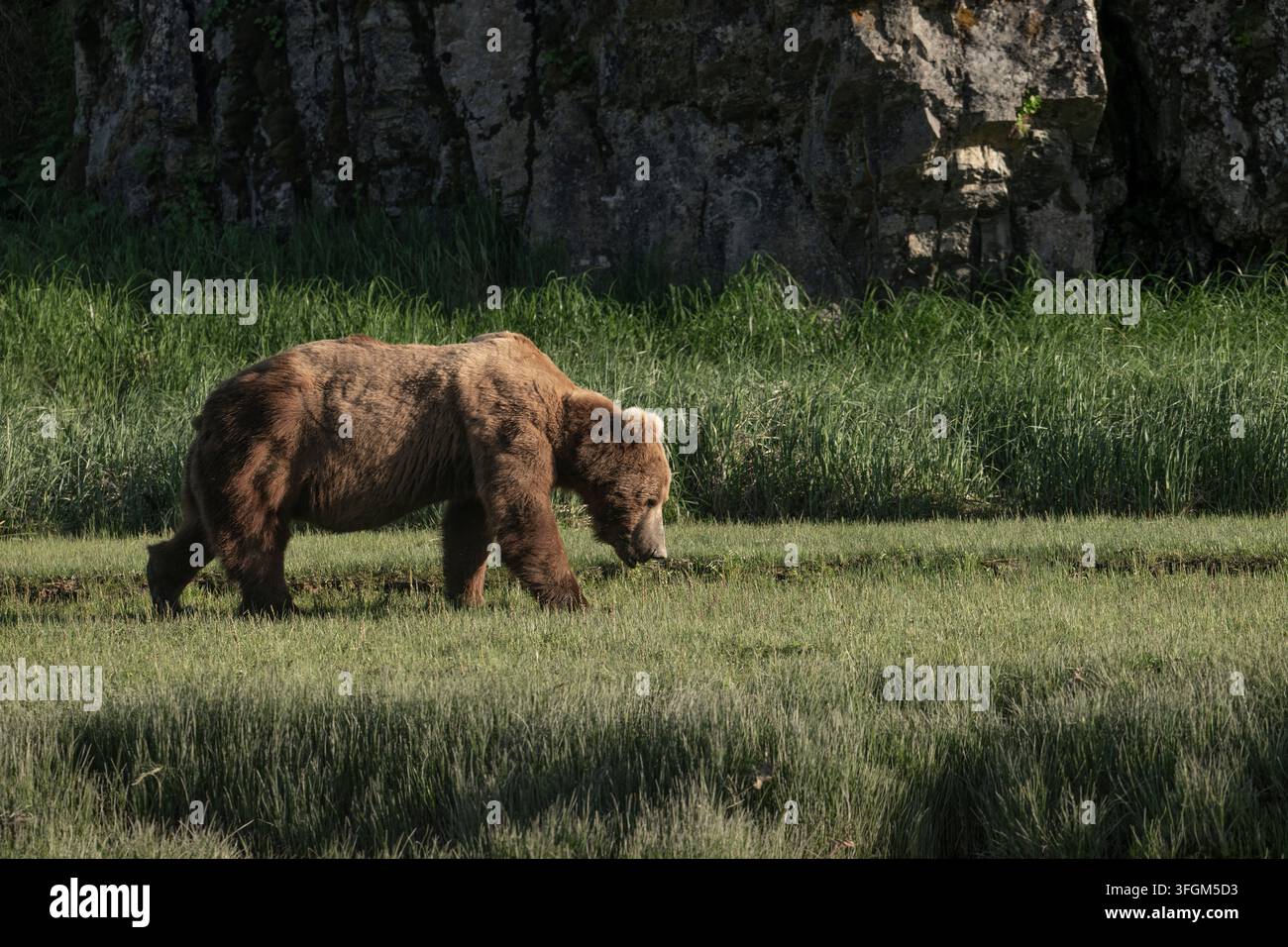 Ein unbekümmerter erwachsener Grizzlybär im Profil, der über eine grasbewachsene Wiese geht, Bär groß im Bild, Katmai-Nationalpark, Alaska, USA Stockfoto