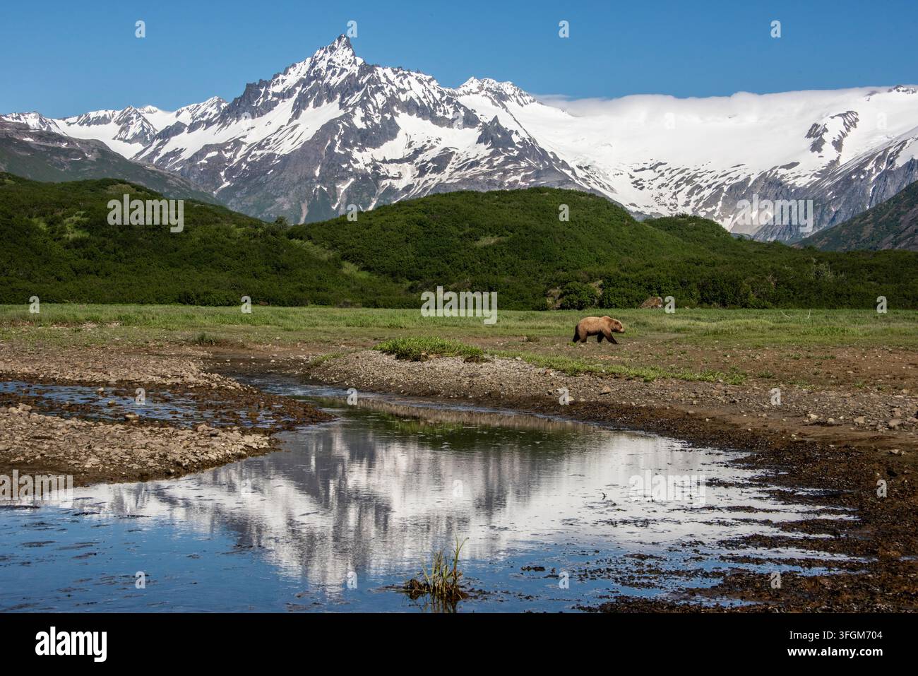 Prachtvolle Küstenszene in Alaska mit Grizzlybär im Bild, Wildtierschau, sonniger Tag, Katmai-Nationalpark, Alaska, USA Stockfoto