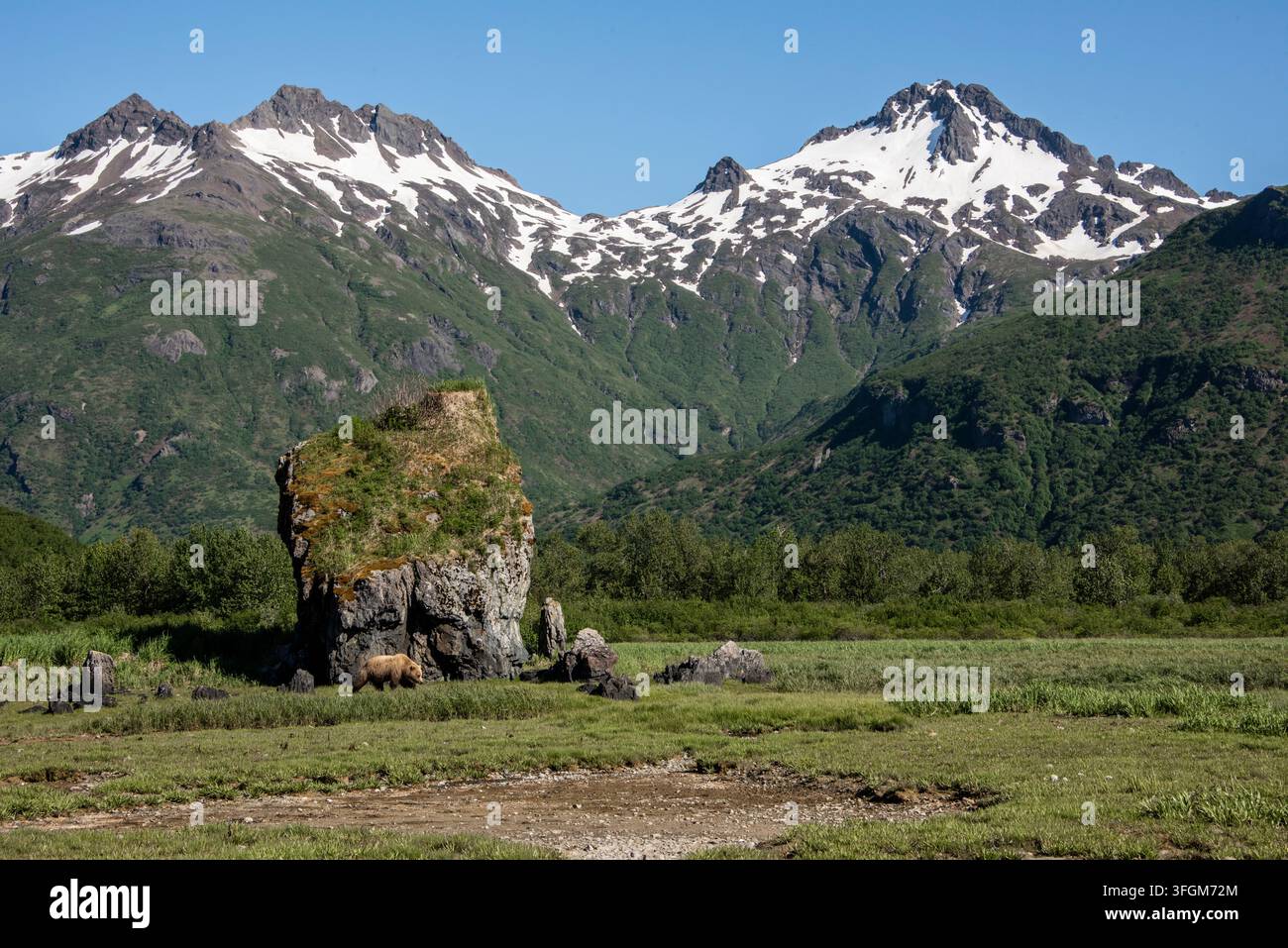 Prachtvolle Küstenszene in Alaska mit Grizzlybär im Bild, Wildtierschau, sonniger Tag, Katmai-Nationalpark, Alaska, USA Stockfoto