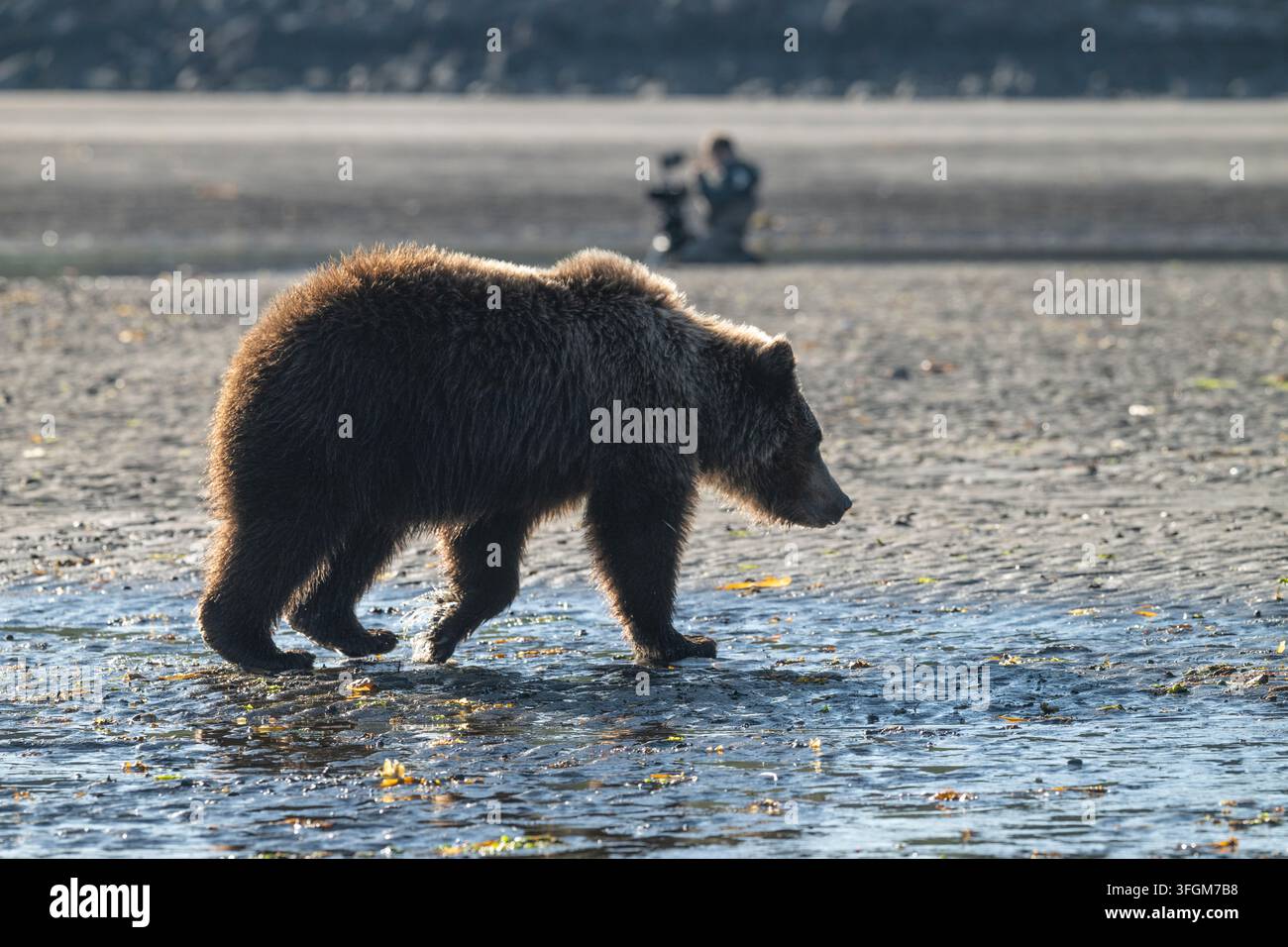 Ein zweijähriger Grizzlyjunge geht an einem Kameramann an einem Strand vorbei, Katmai-Nationalpark, Alaska, USA Stockfoto